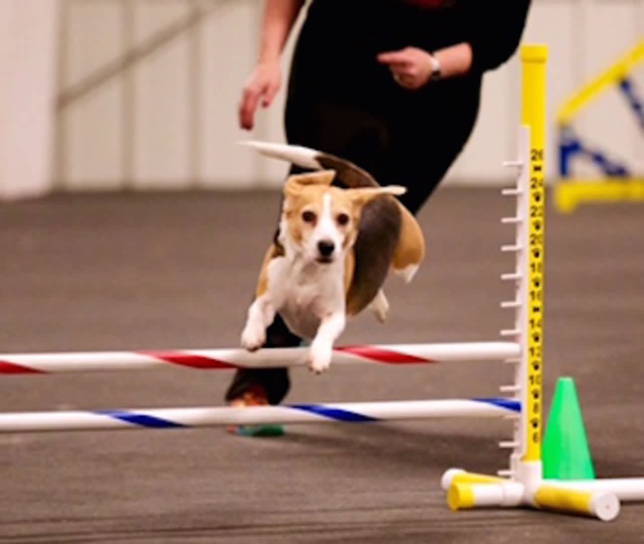 Jodi Kellar's Beagle Maggie Moo competed at the Westminster Dog Show.