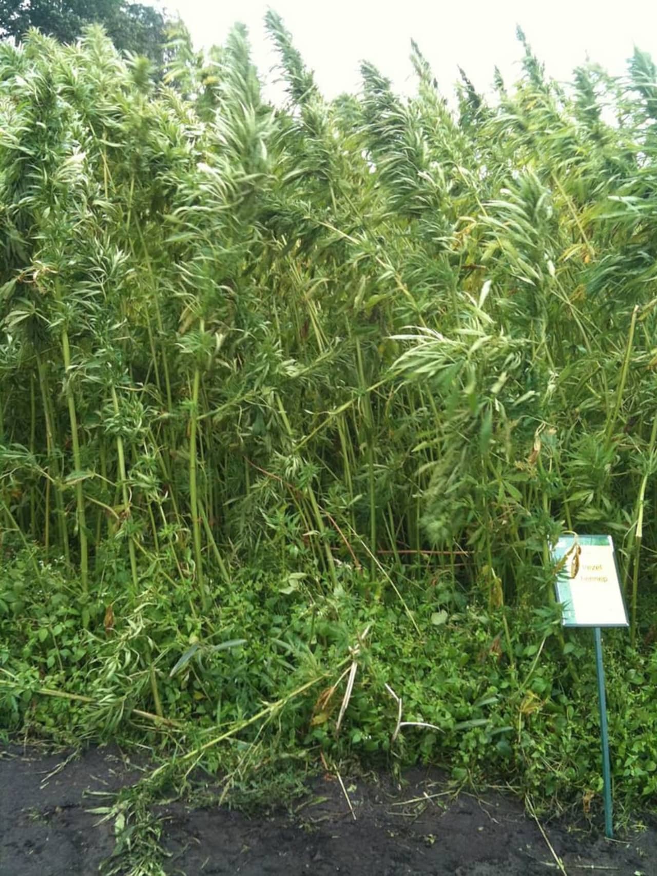 Hemp, a variety of the Cannabis sativa plant, is cultivated for its tough fibers, which are used to make cordage, fabric, biofuel and many other things. This photo shows plants being grown for animal food.