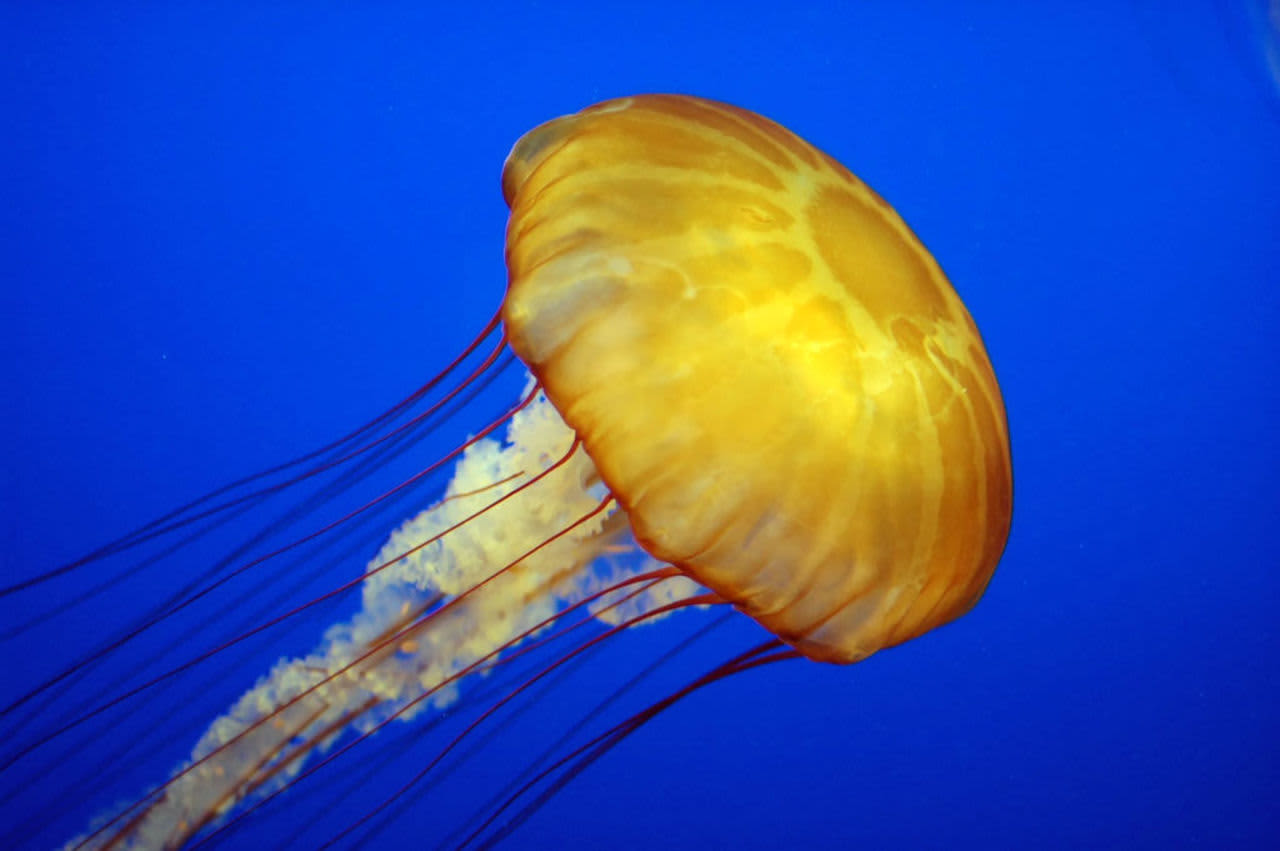 Kids can touch a live jellyfish among sea creatures at the Norwalk Aquarium where spring break programming is offered April 11 to 15.