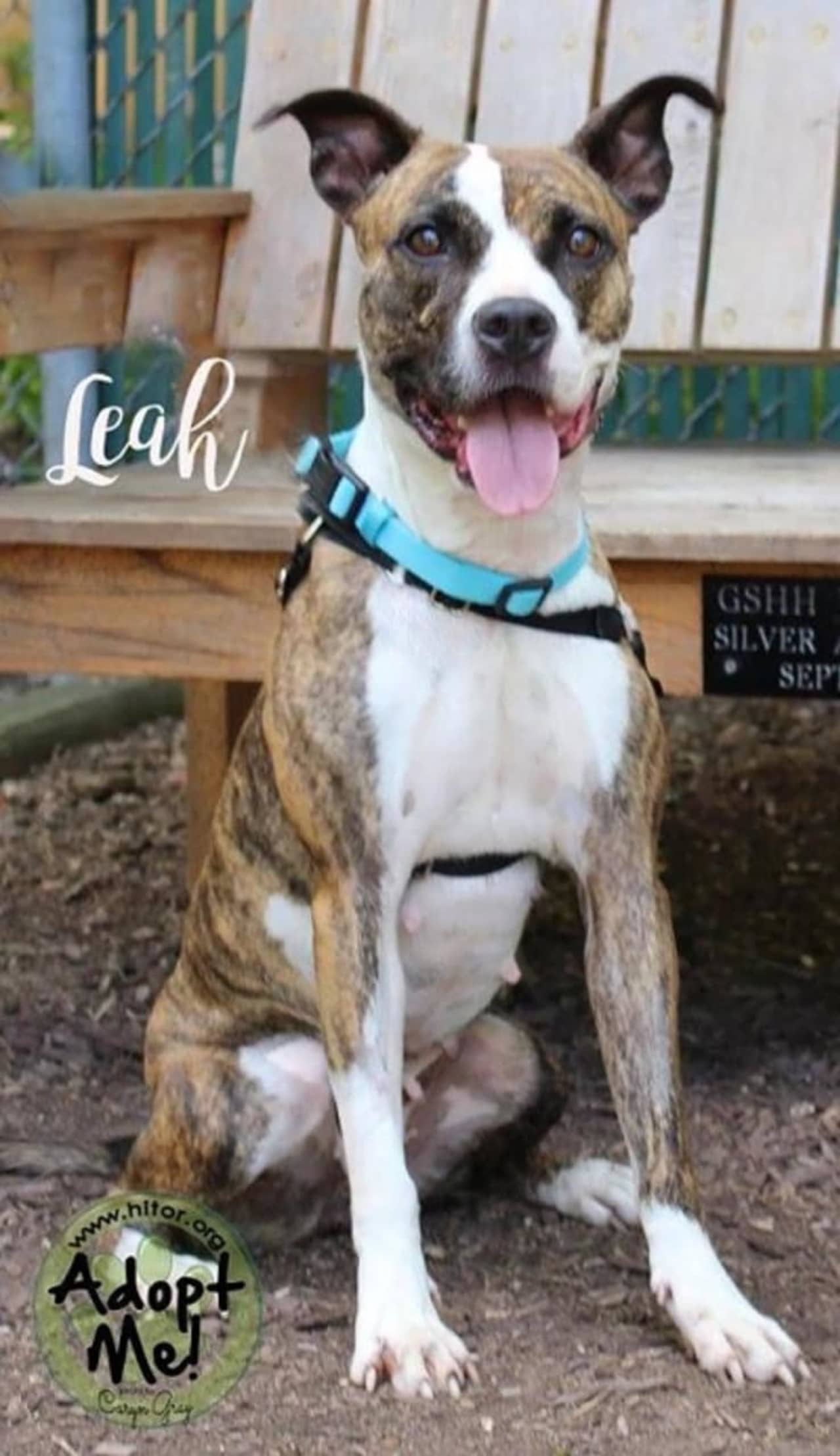 Leah, a terrier mix, is up for adoption at the Hi Tor Animal Shelter in Pomona.