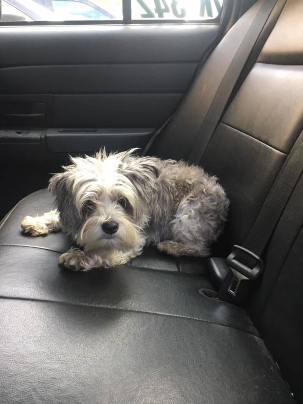 This little doggie was found Tuesday wandering around Adams Hill Road in Lewisboro.