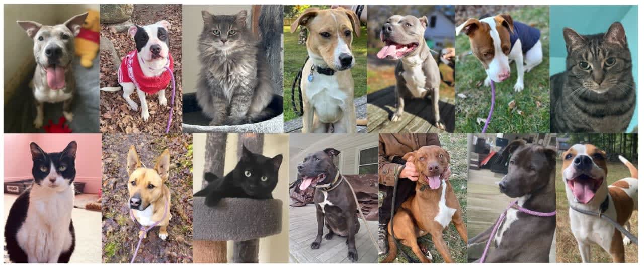 The SPCA of Connecticut in Monroe is closing its doors and needs homes for its dogs and cats.