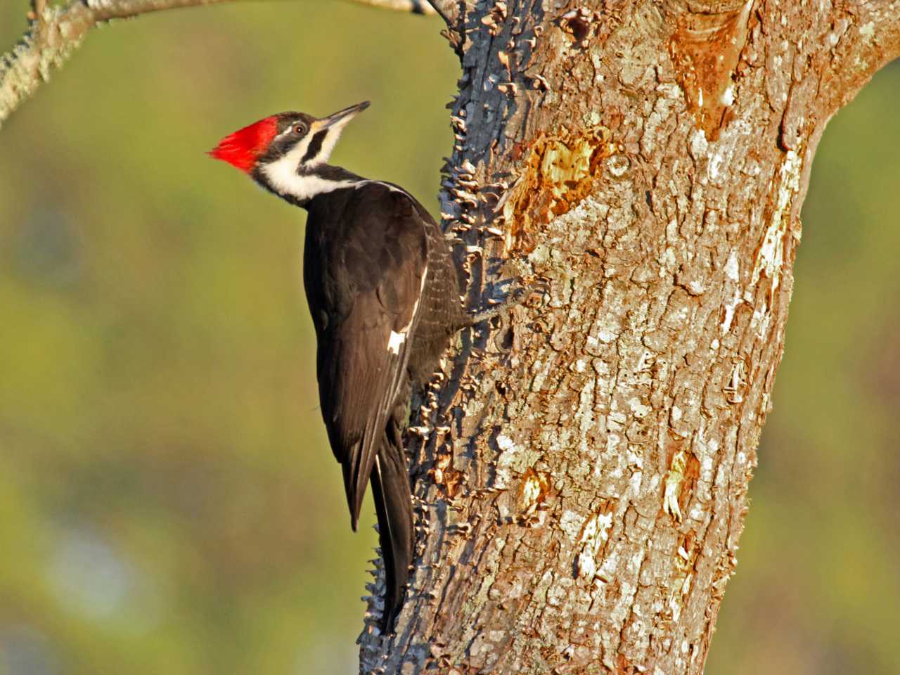 Learn about the different bird species in Bergen County. 