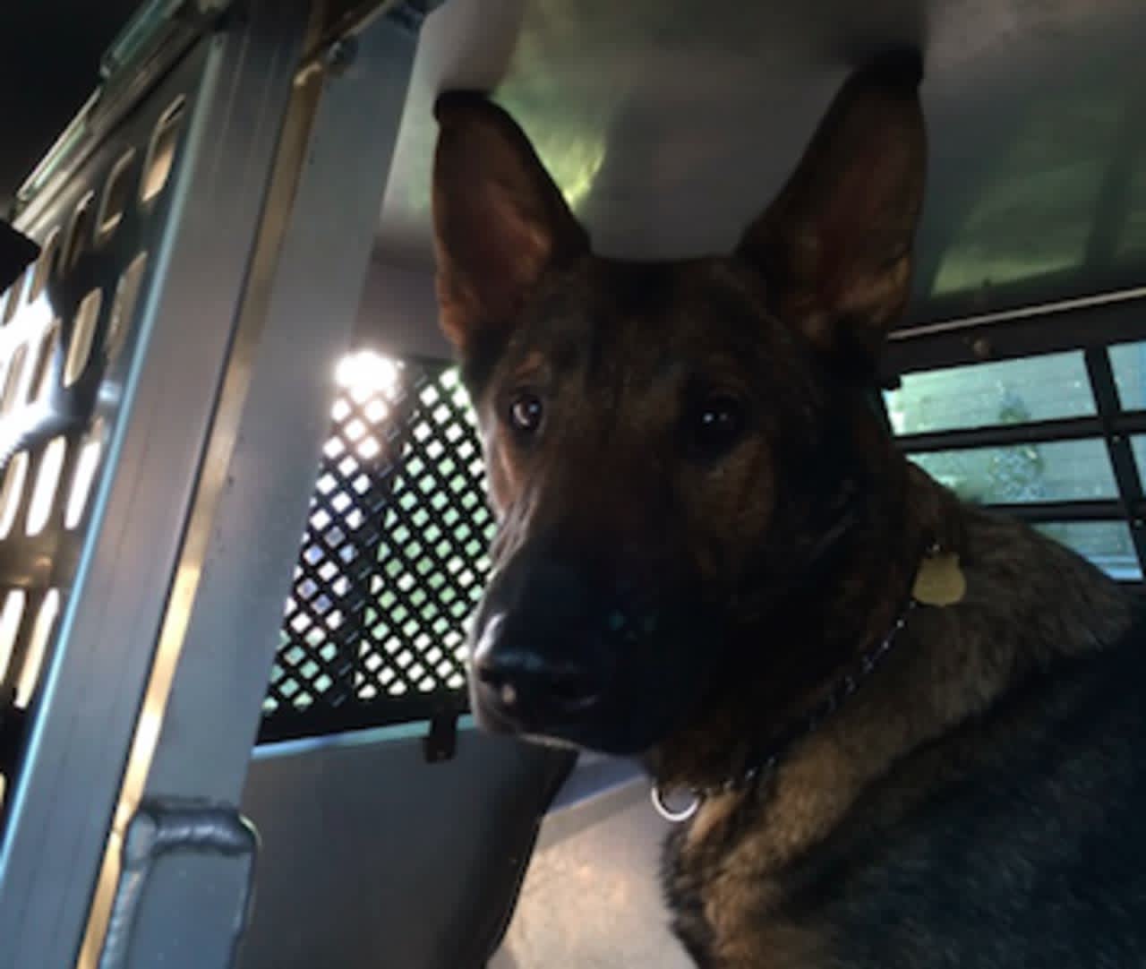 Connecticut State Police K-9 Asher will receive body armor from the charitable organization Vested Interest in K9s