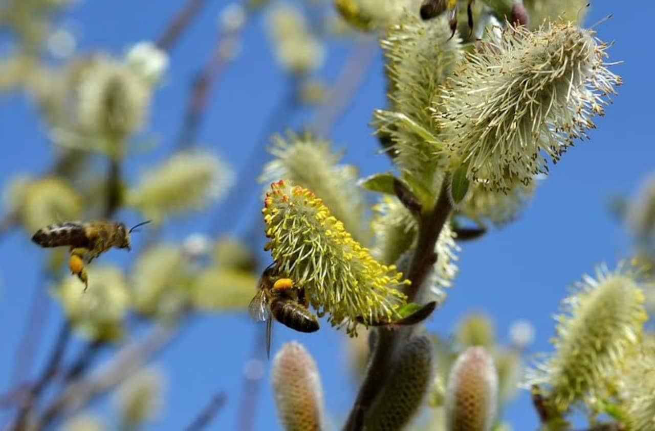 Pussy Willow – a valuable bee plant.