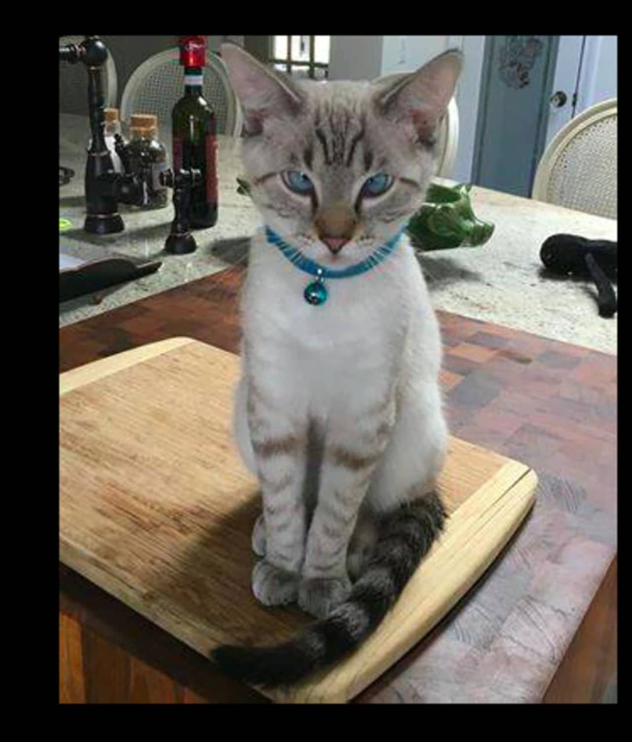 Kitten Blu, a lynx point Siamese cat, is missing from Sleepy Hollow Road in Briarcliff Manor.