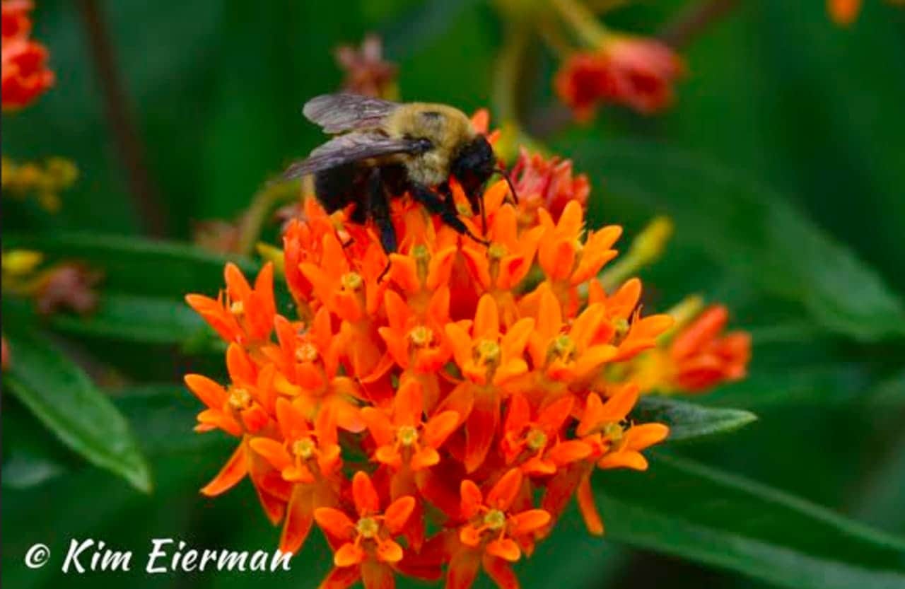 Native bee on Butterflyweed