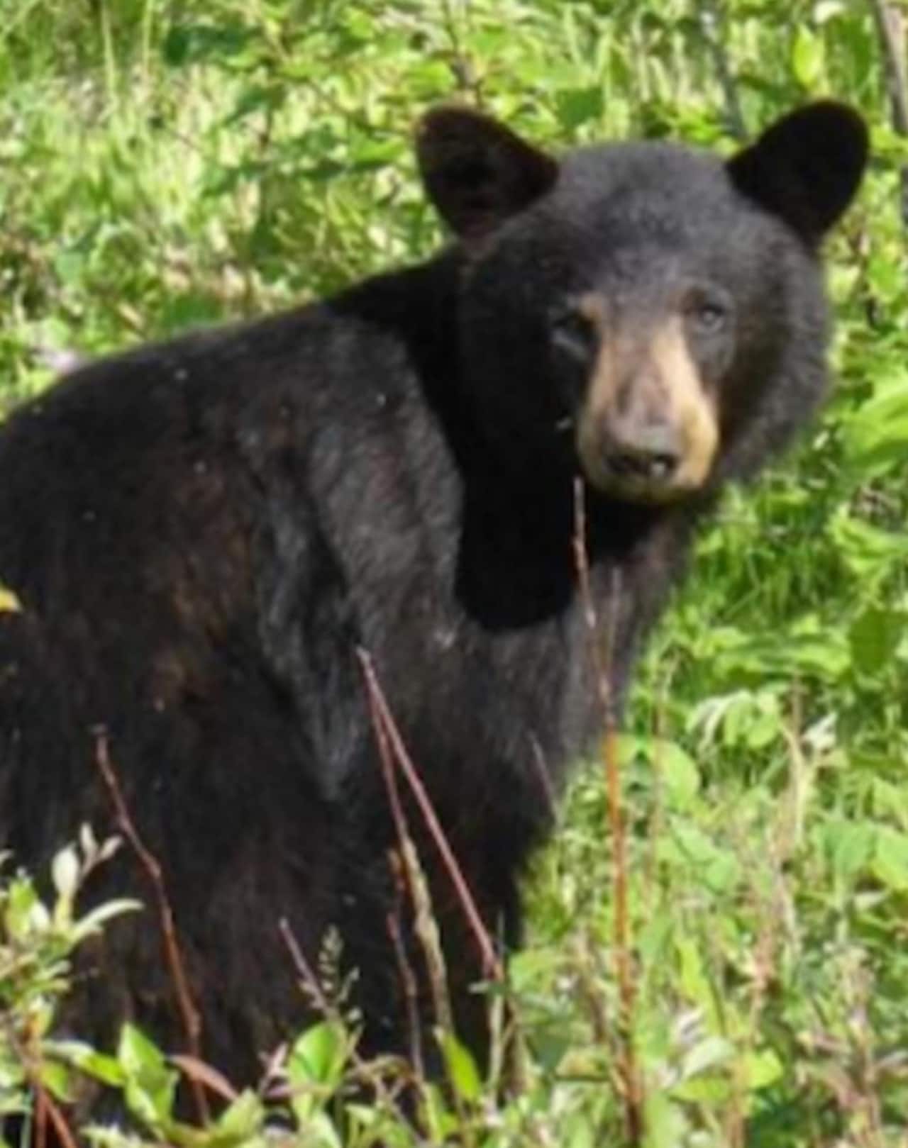 Bear sightings are on the rise in North Castle.