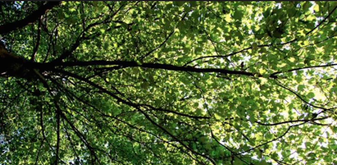 The importance of tree canopies will be discussed at an upcoming meeting at the Edith Wheeler Library in Monroe.
