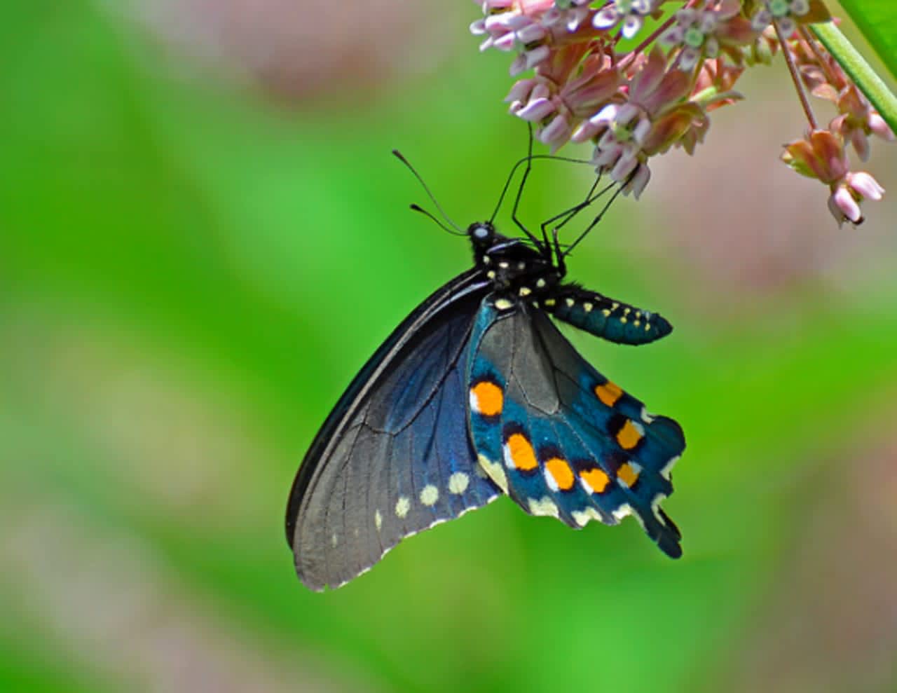 It is important to include a variety of host plants in your landscape to support butterfly caterpillars.