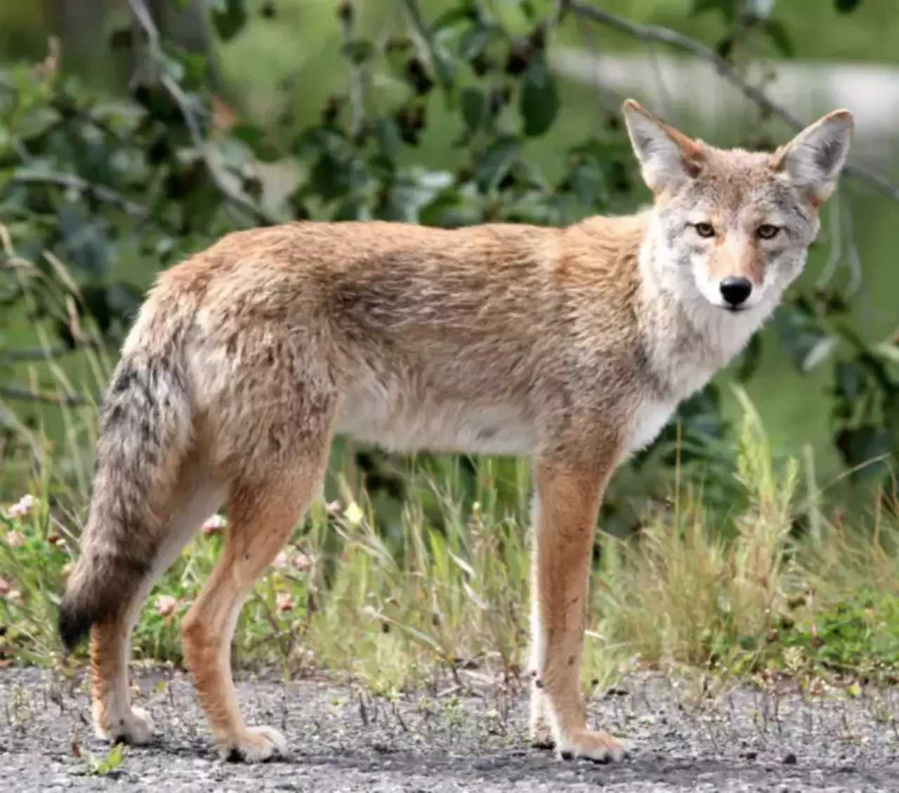Coyotes were spotted in Fair Lawn this week.