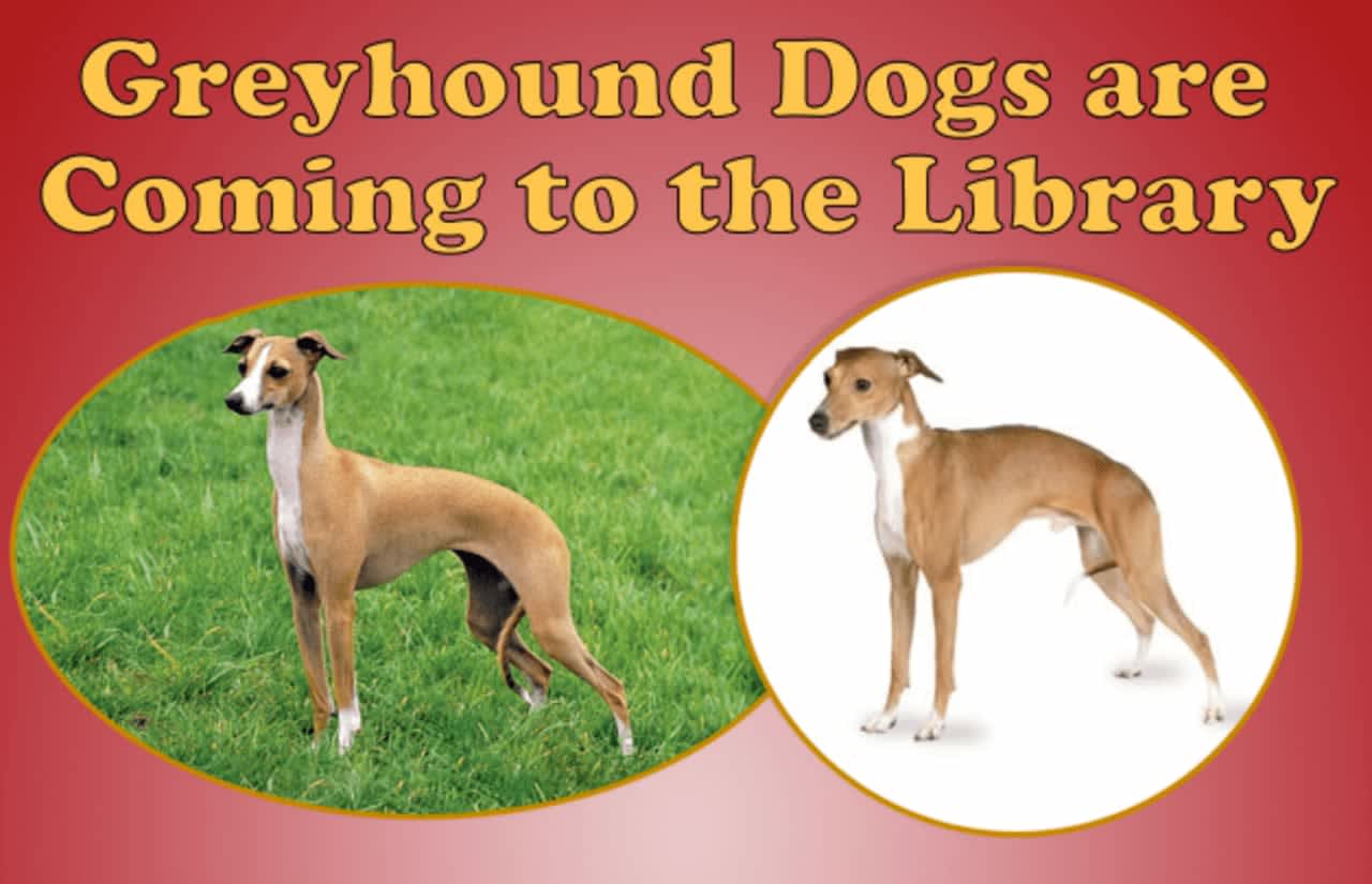 The North Castle Public Library will get greyhound dog visitors.