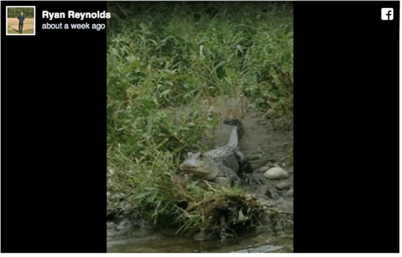 Ryan Reynolds, the mayor of Whitney Point, near Binghamton, posted a photo on Facebook of the alligator after the first reported sightings (above) began on social media last weekend.
