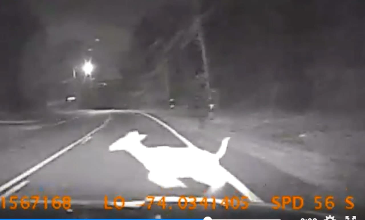 A deer darting in front of a police cruiser in Rockland County was caught on video by the Ramapo officer's dash cam.