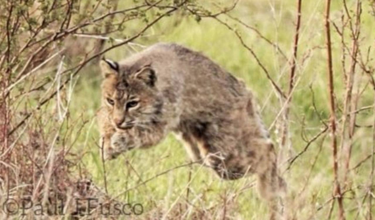 Bobcat Attack Reported In Town Of Columbia, Animal Control Investigates |  Tolland Daily Voice