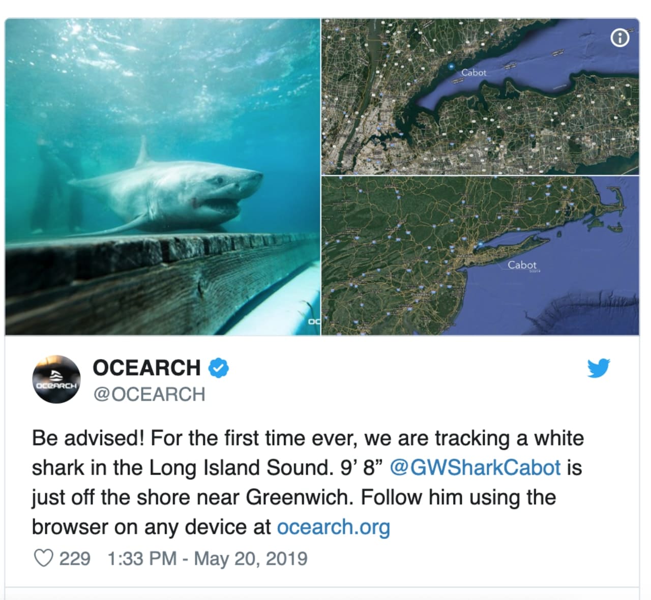 Ocearch.org posted a photo of the great white shark and a map on its Twitter account.