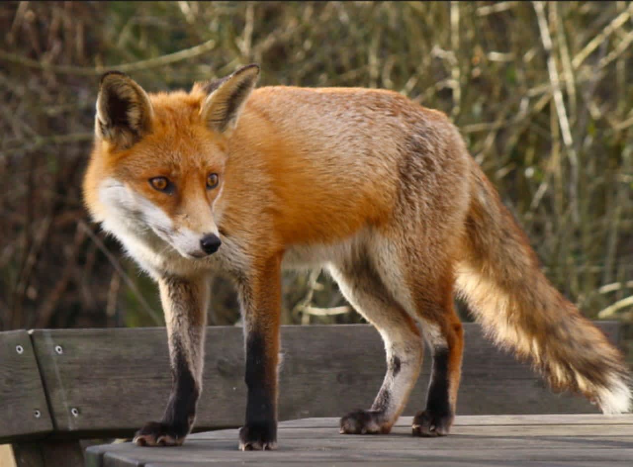 A fox that attacked a man’s bicycle tire in Hopatcong later tested positive for rabies, officials said.