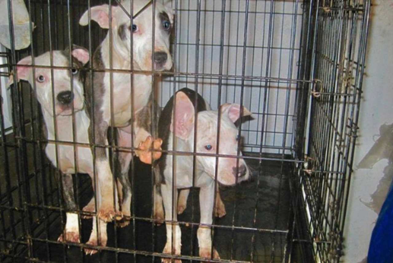 Three of the eight dogs rescued from freezing conditions in Neptune City.