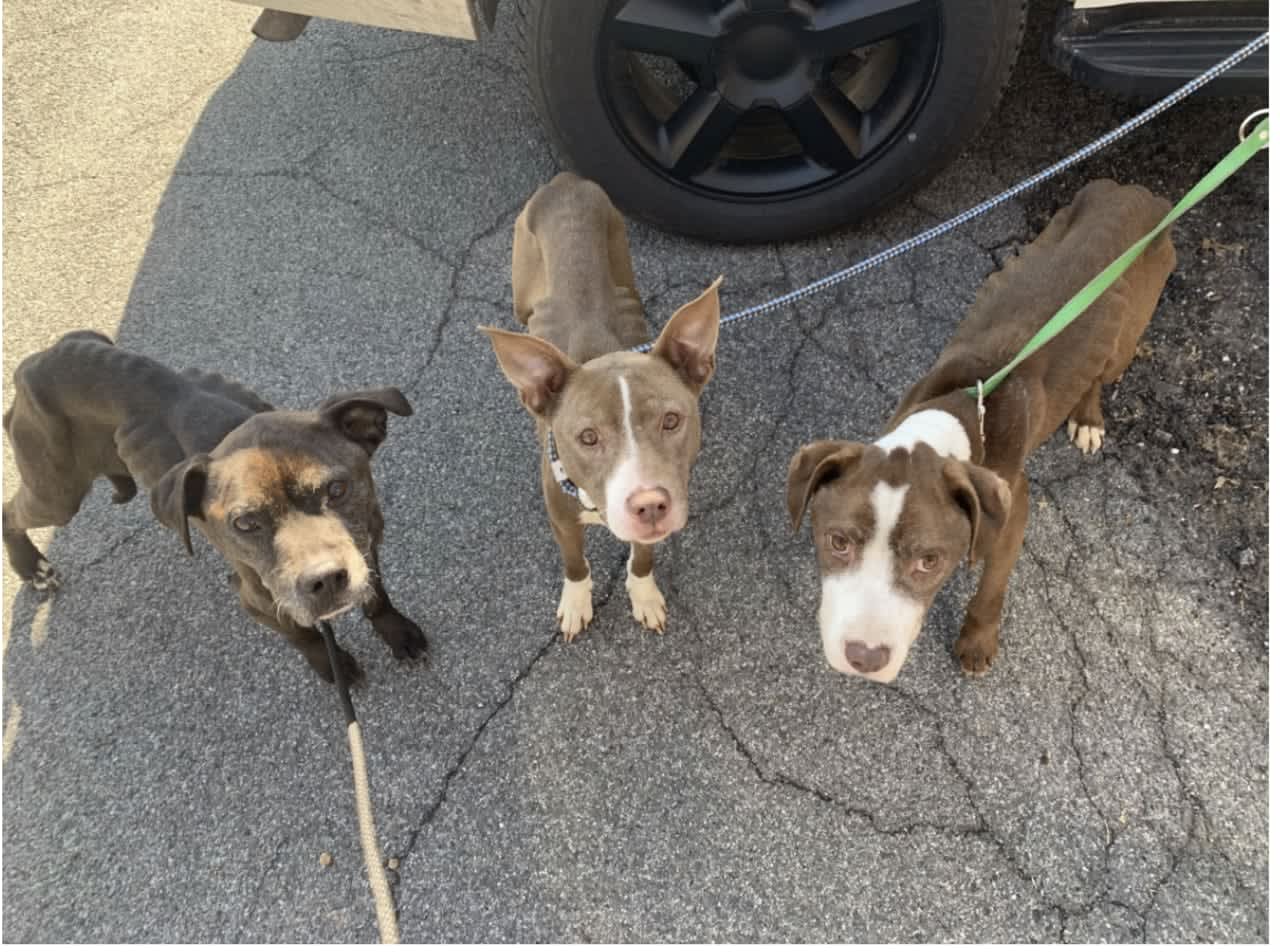 The three pit bulls found several malnourished running in a neighborhood.