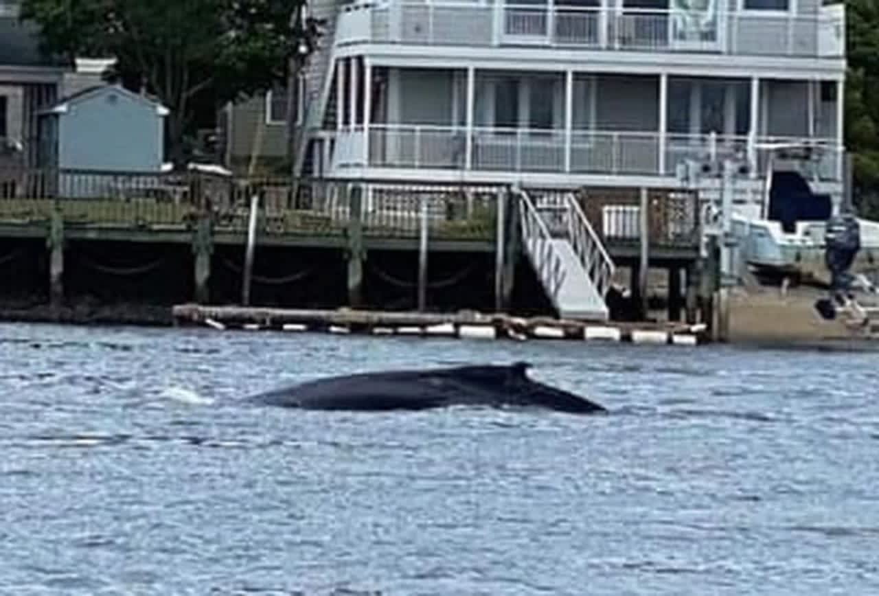 The whale was seen from the Route 36 bridge over the Shrewsbury River around 9:25 a.m., State Police said.
