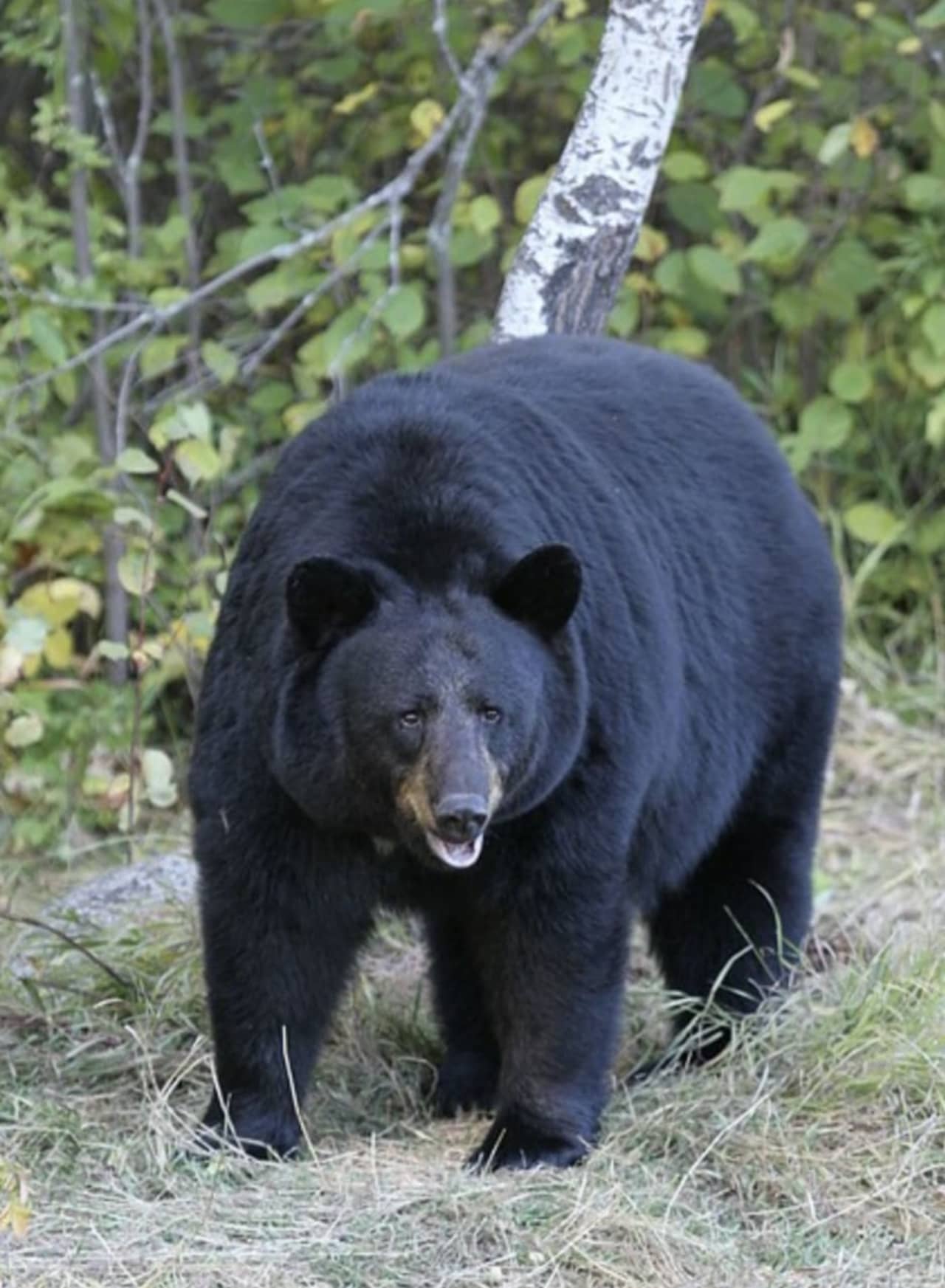 An American black bear.