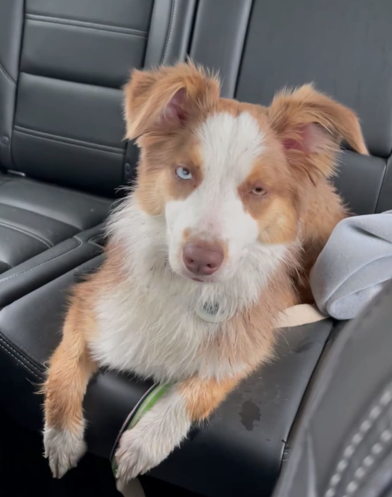 A dog that escaped from a car and ran into the woods after a “horrific” crash on Route 80 has found its way back home thanks to a “huge community effort,” authorities said.
