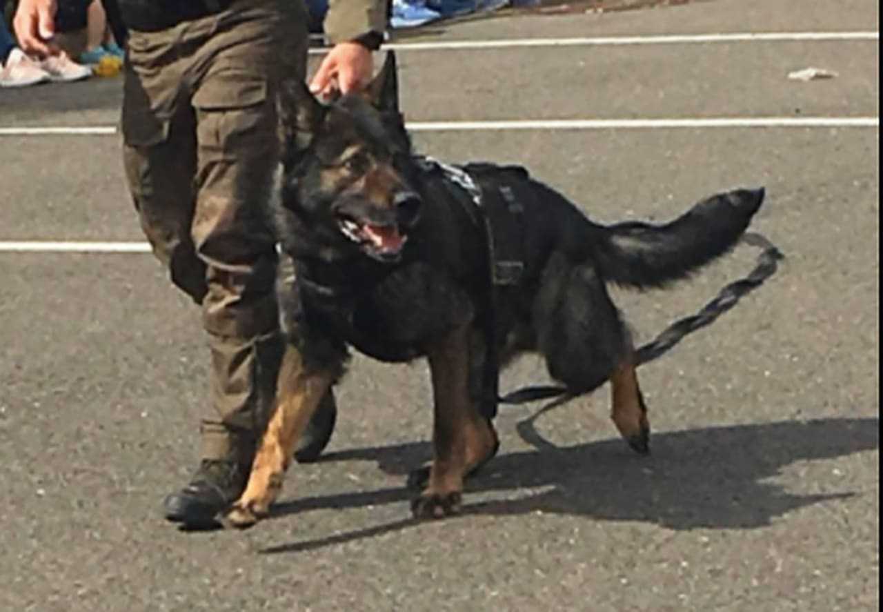 Hudson County Sheriff K9 Unit