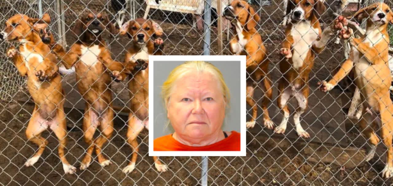 NJ Woman Hoarding 44 Dog Carcasses Admits To Killing 6, Gets Prison Time:  Prosecutor | Burlington Daily Voice