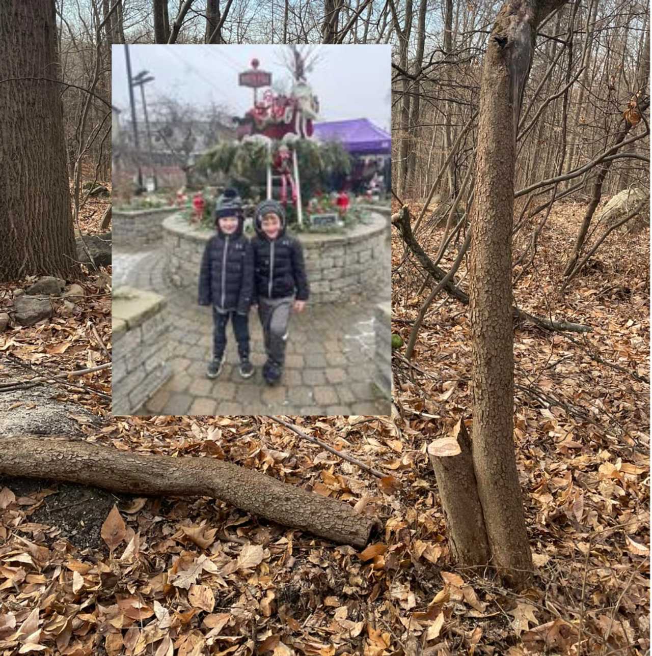 Will, right and his brother Josh, left, check out the tree.
