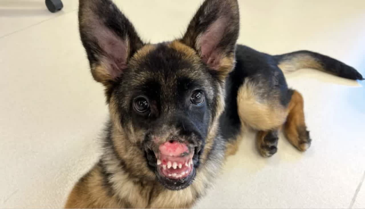 Gwen, an 18-week-old German Shepherd puppy, lost her nose from a disease.