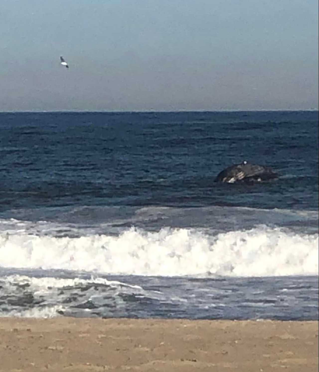 Dead Whale Washes Up On Jersey Shore | Ocean Daily Voice