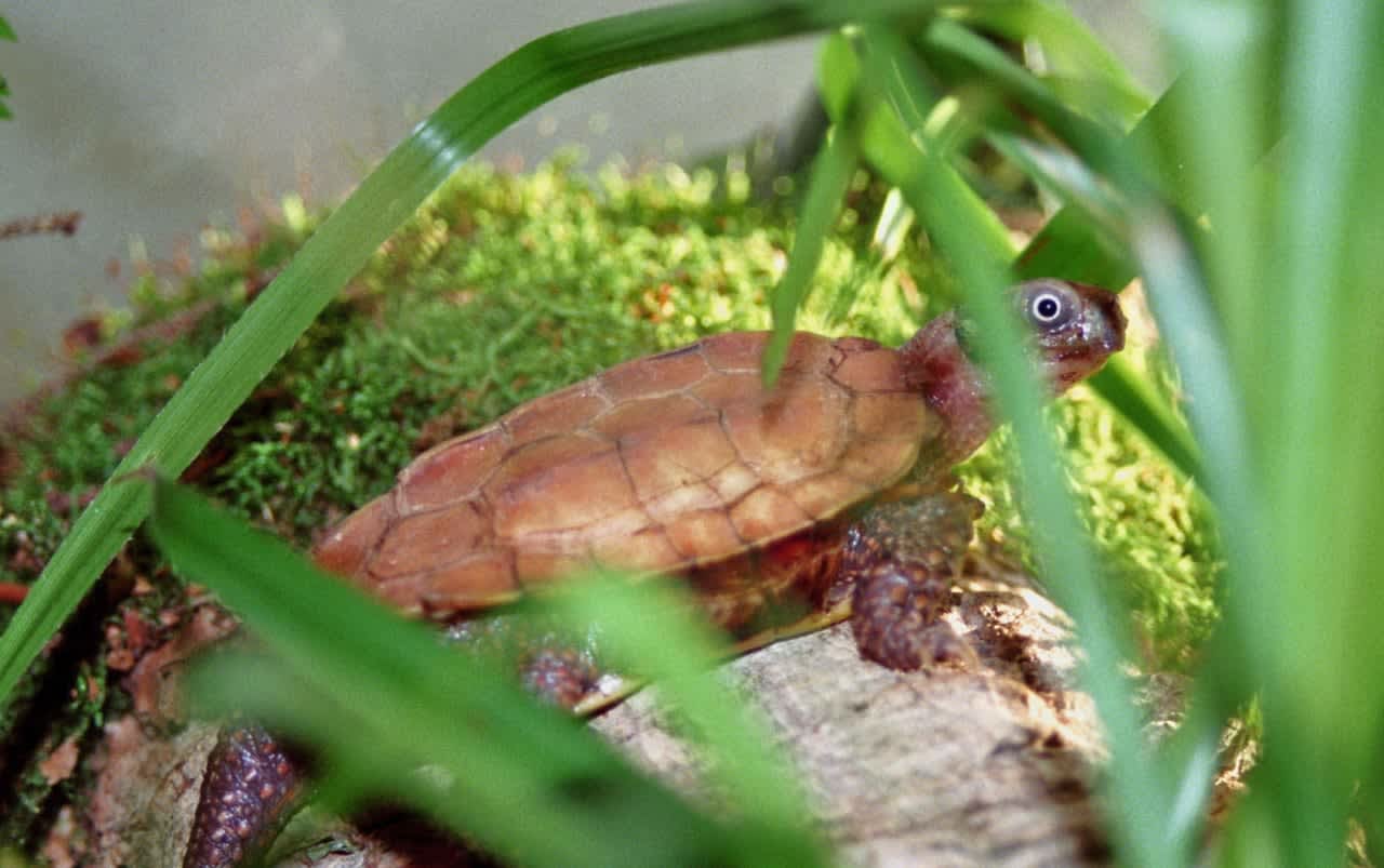 The black-breasted leaf turtle is an endangered species