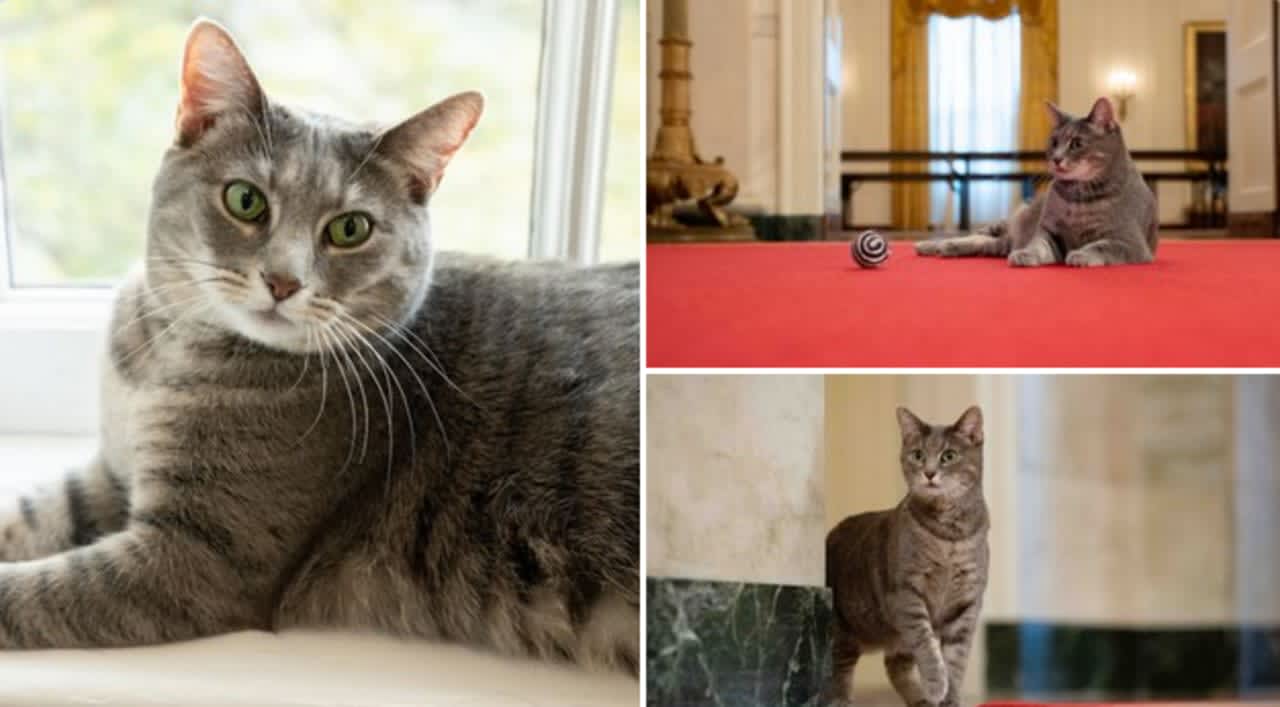 Willow, the new First Cat Of The United States, a 2-year-old short-hair gray tabby with green eyes.