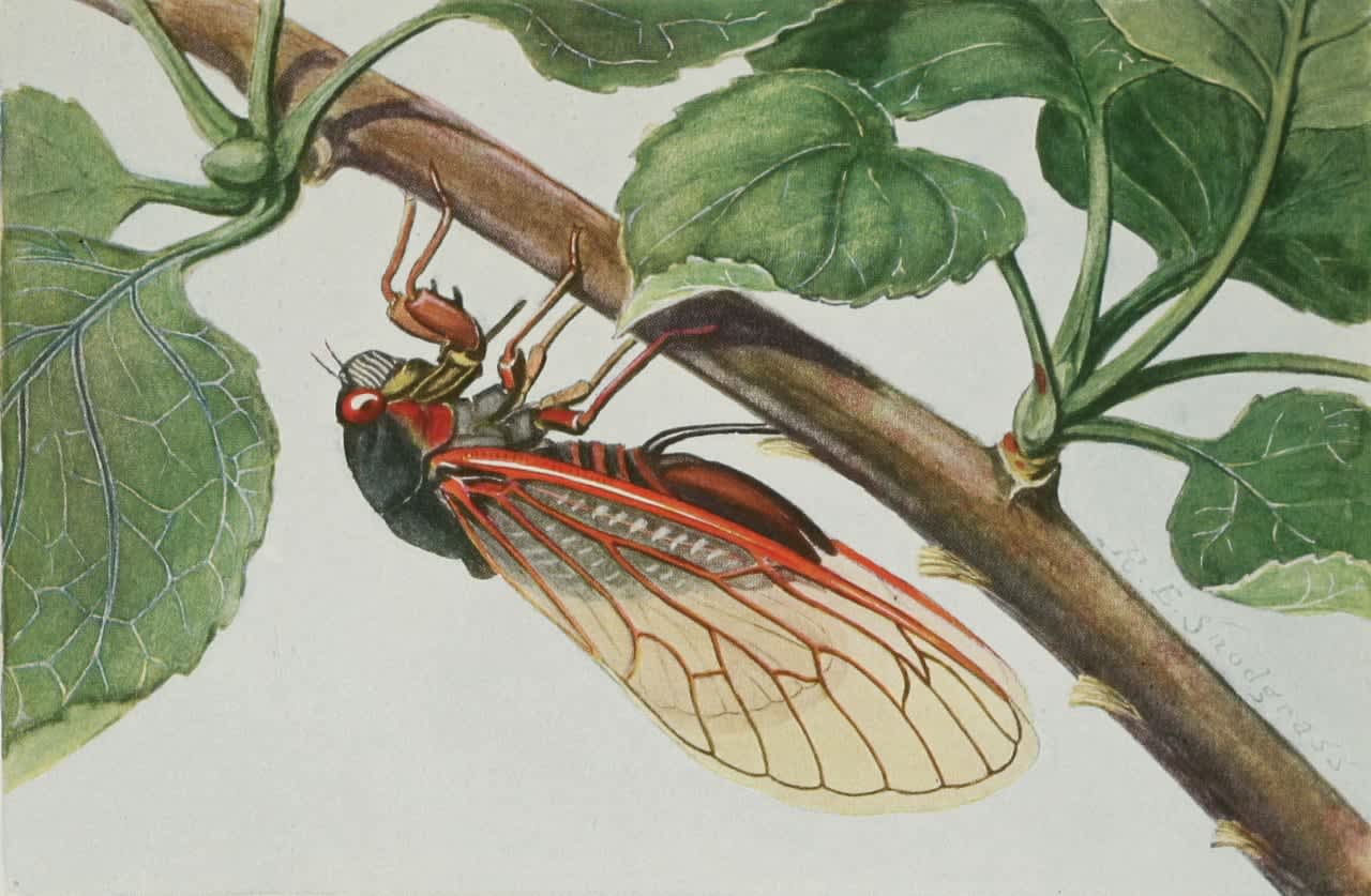 The 17-year periodical cicada has red eyes and black bodies.