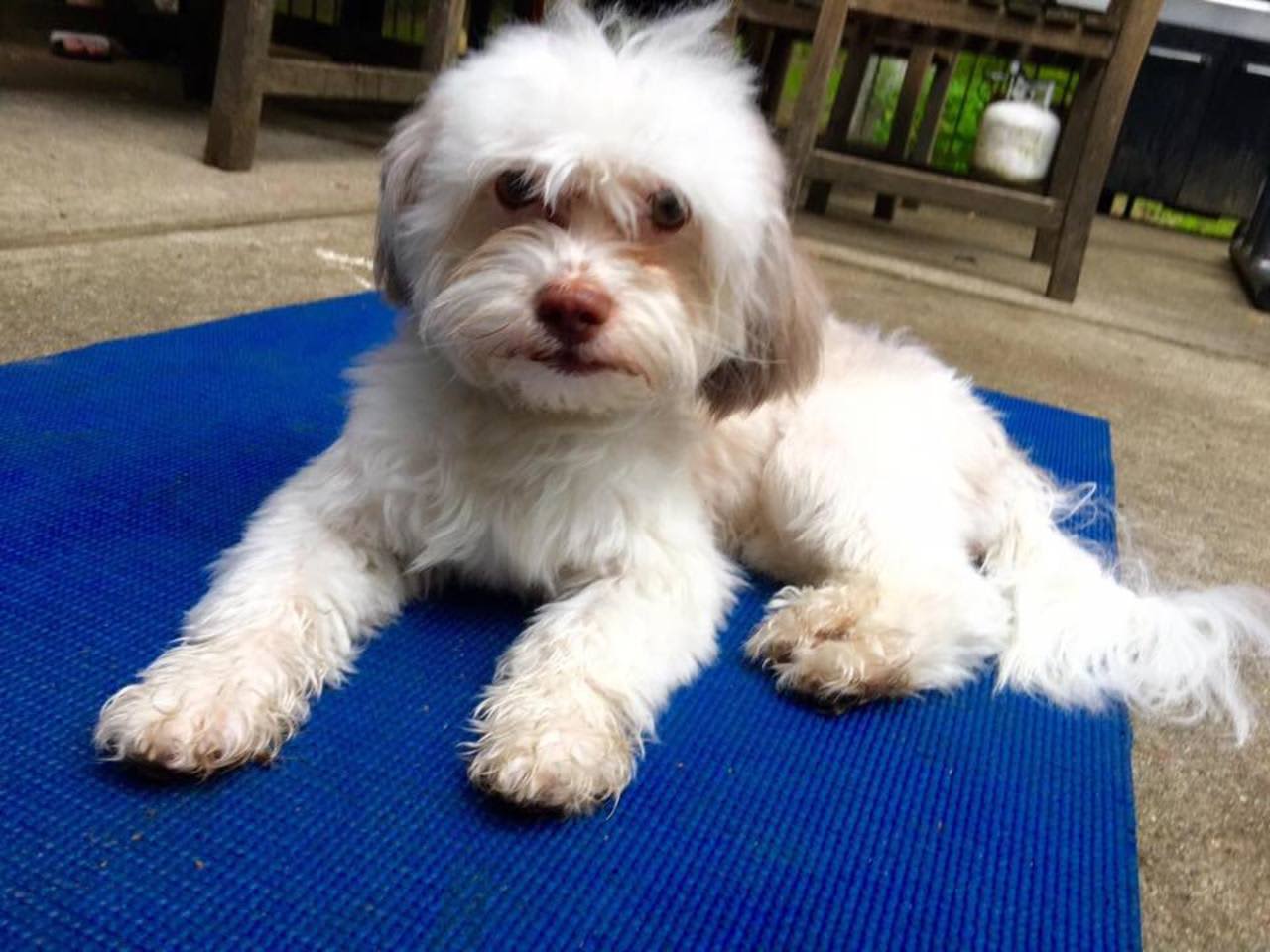 Suffern police are aiding in the search for this lost dog, a seven-month old Havanese named Luna that was last seen on Wayne Avenue.