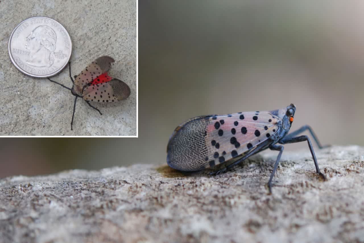 The New York Department of Agriculture is urging residents who encounter the invasive spotted lanternfly to immediately kill the insect.
