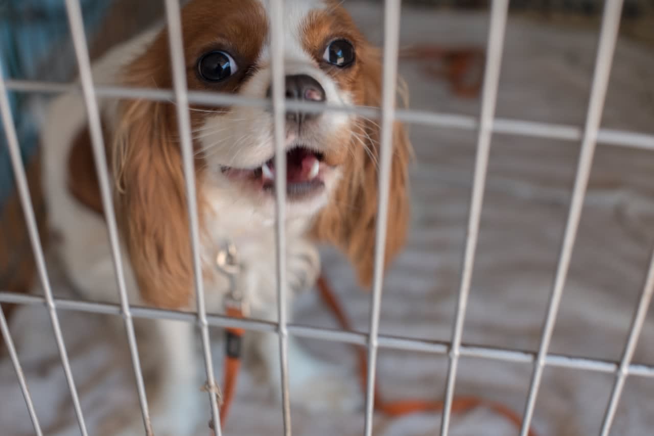 Legislation signed by Gov. Kathy Hochul on Thursday, Dec. 15, bans the sale of dogs, cats, and rabbits at retail pet stores.