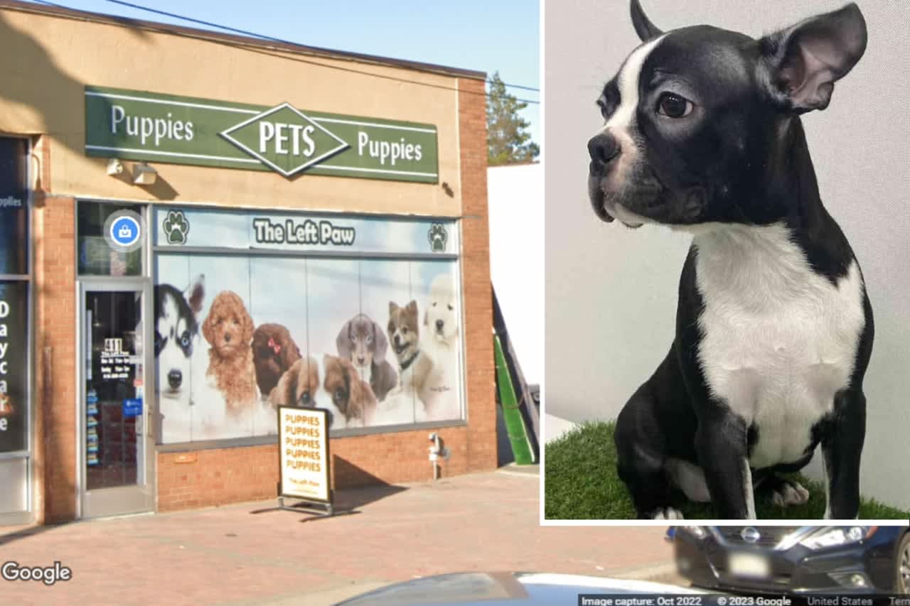 Nassau County Police are investigating after a 4-month-old Boston Terrier puppy was stolen from The Left Paw Puppies, located on Jericho Turnpike in New Hyde Park, Wednesday, Jan. 11.