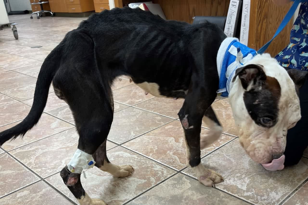 Starved, Dehydrated, Semi-Conscious: Albany Man Charged In Dog's Abuse |  Capital District Daily Voice