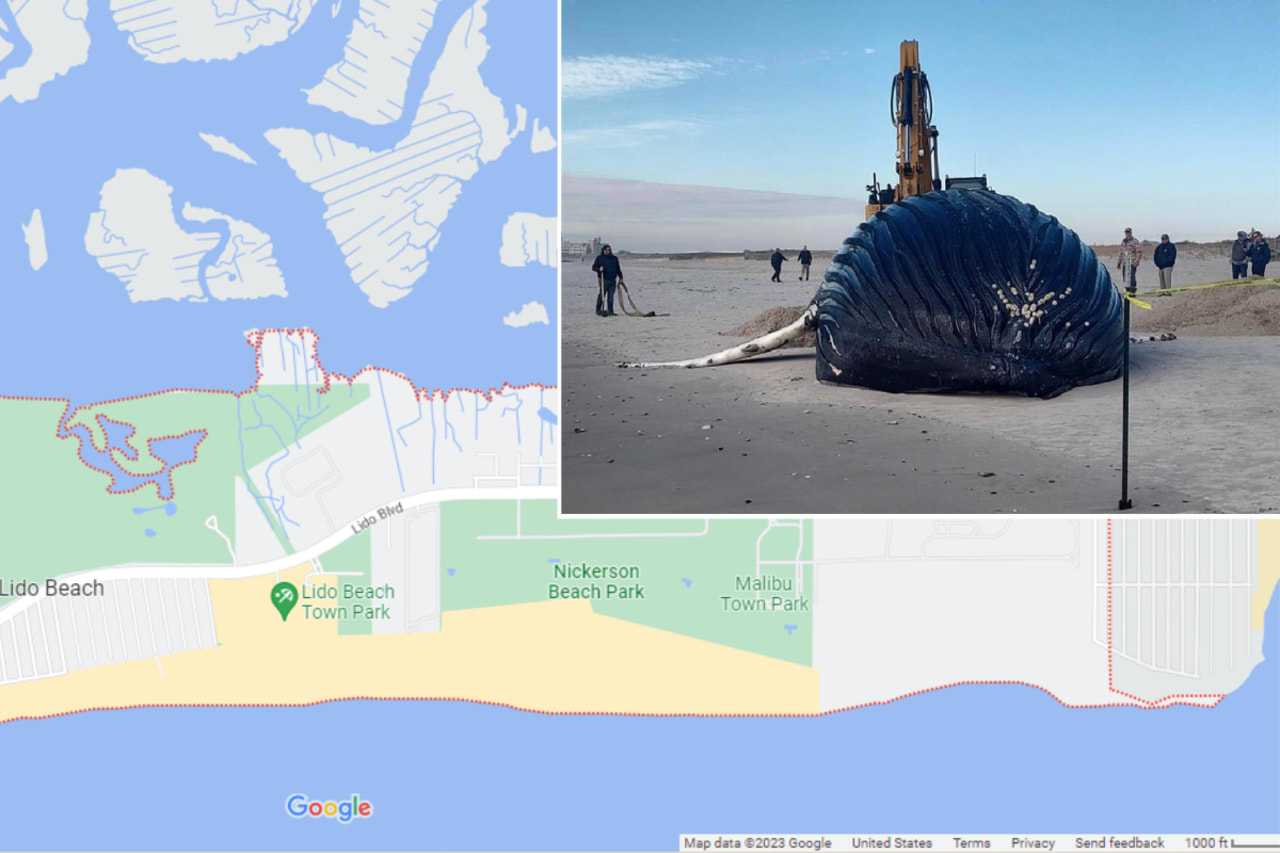 An investigation is underway after a dead whale was found in Lido Beach Monday morning, Jan. 30.