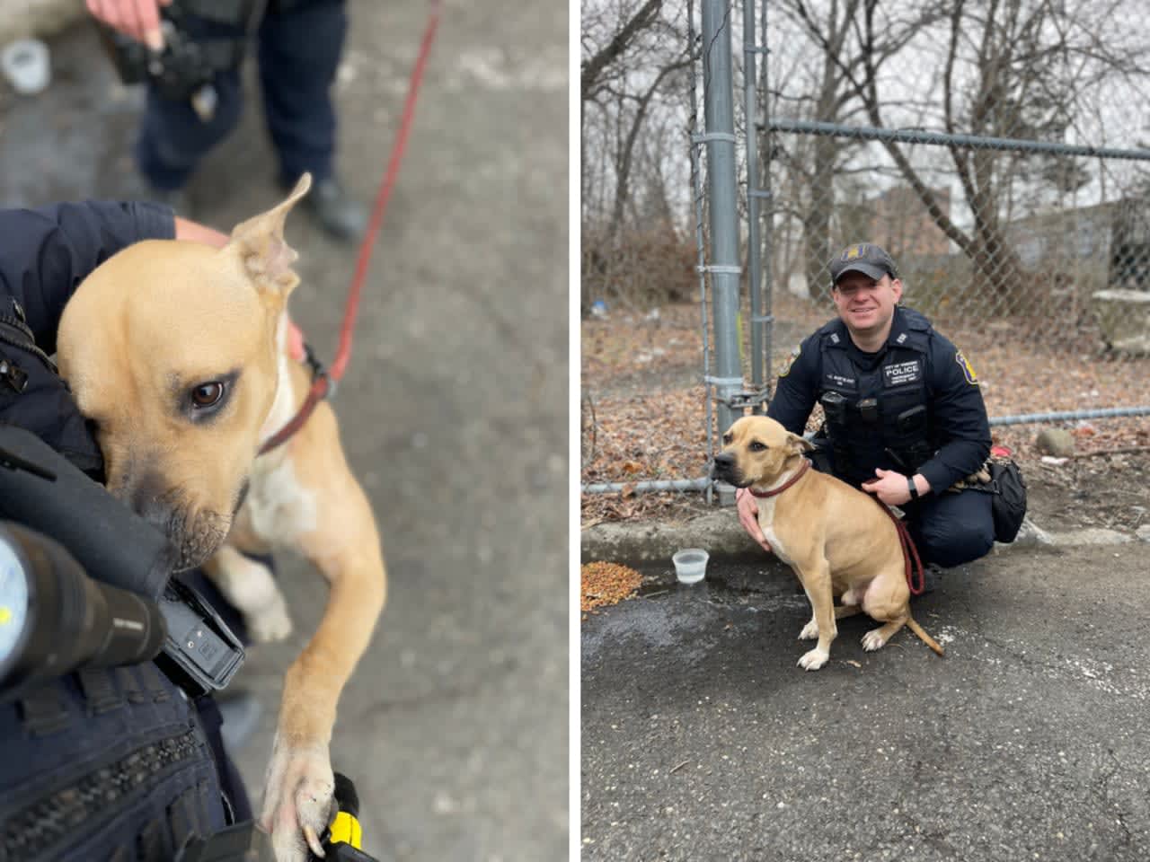A pit bull puppy was rescued by police in Yonkers after it was found left tied to a tree in a park.