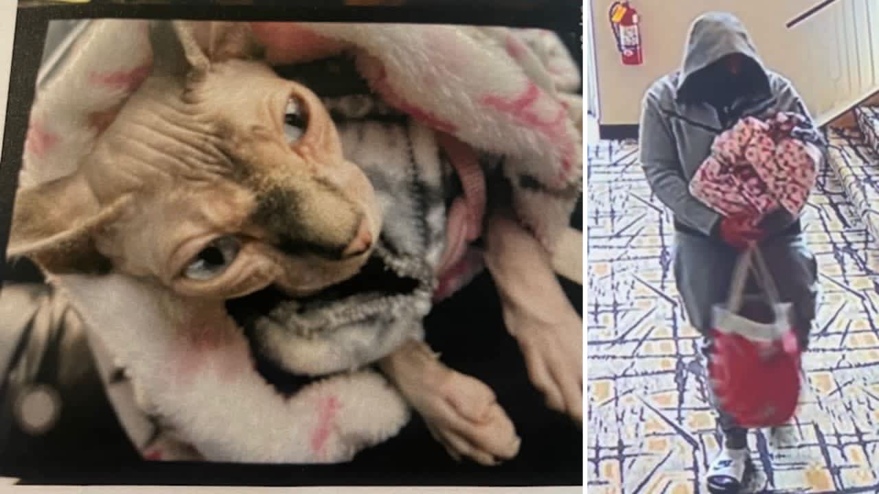 Police released images of the stolen cat and the suspect.
