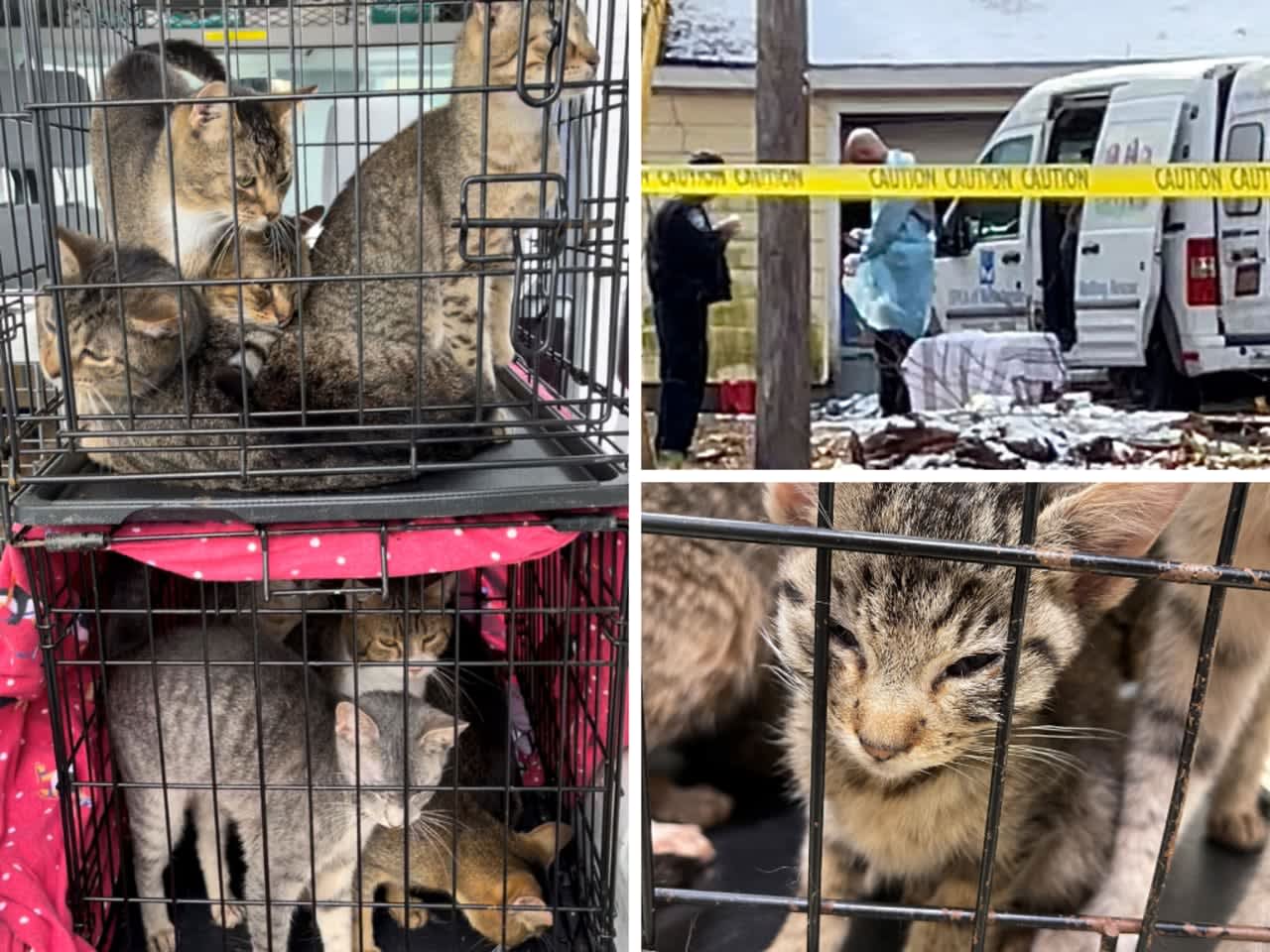 150 cats were found living in squalor at a home in Yorktown after police discovered the two occupants dead during a welfare check.