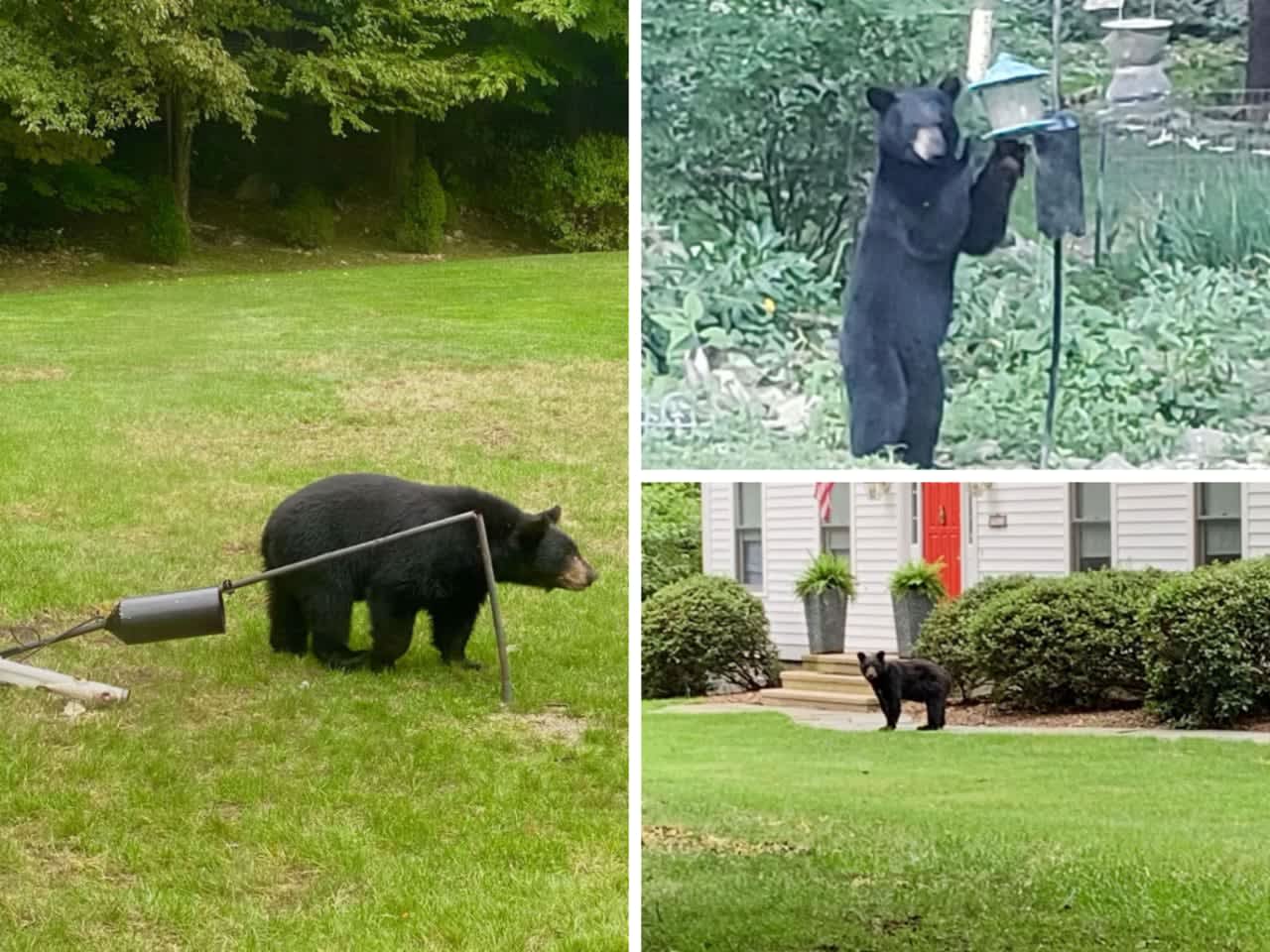 Police released photos of earlier black bear encounters in New Canaan. The animals often look for food in bird feeders.