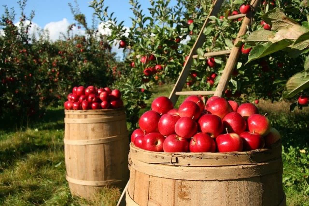 Here are some of the best places to go apple-picking in North Jersey.