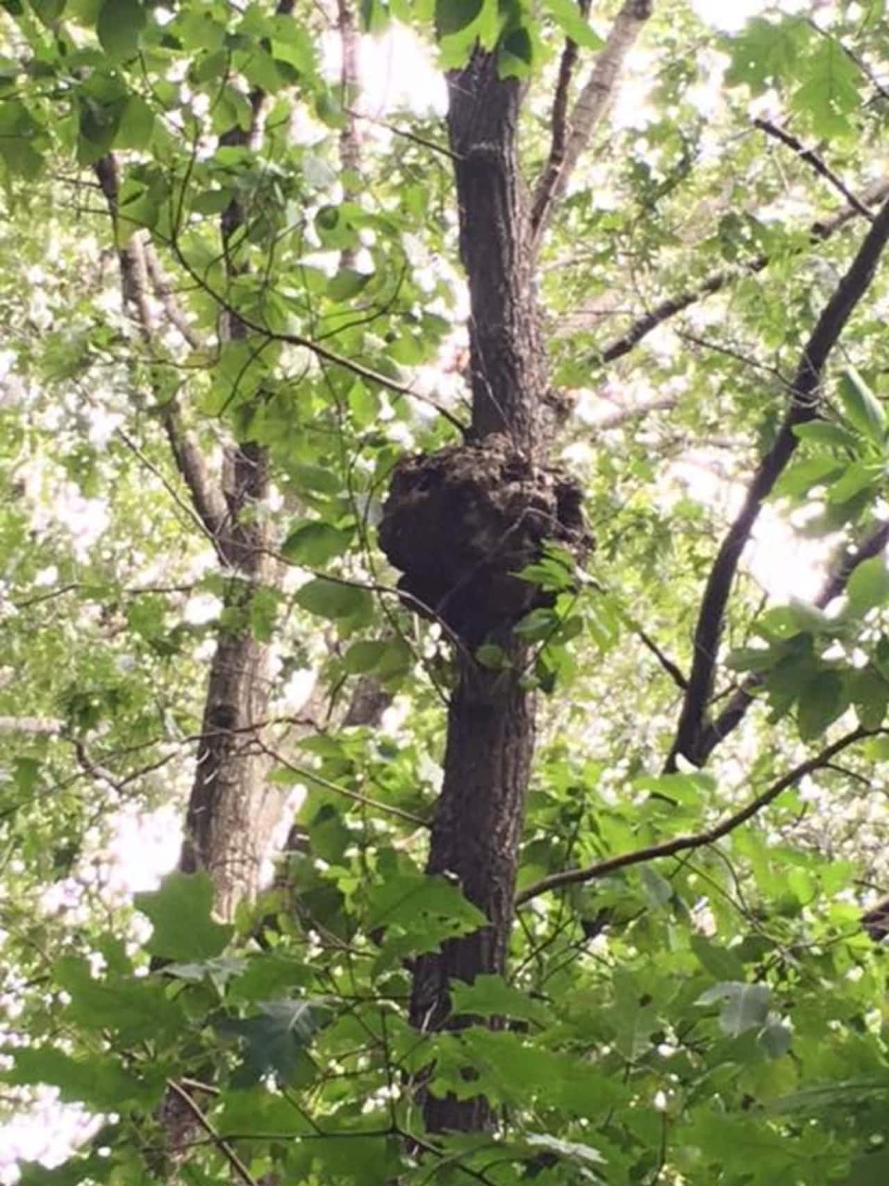 Ramapo police said they located this nest in the Montebello Elementary School playground and notified the school to remove it.