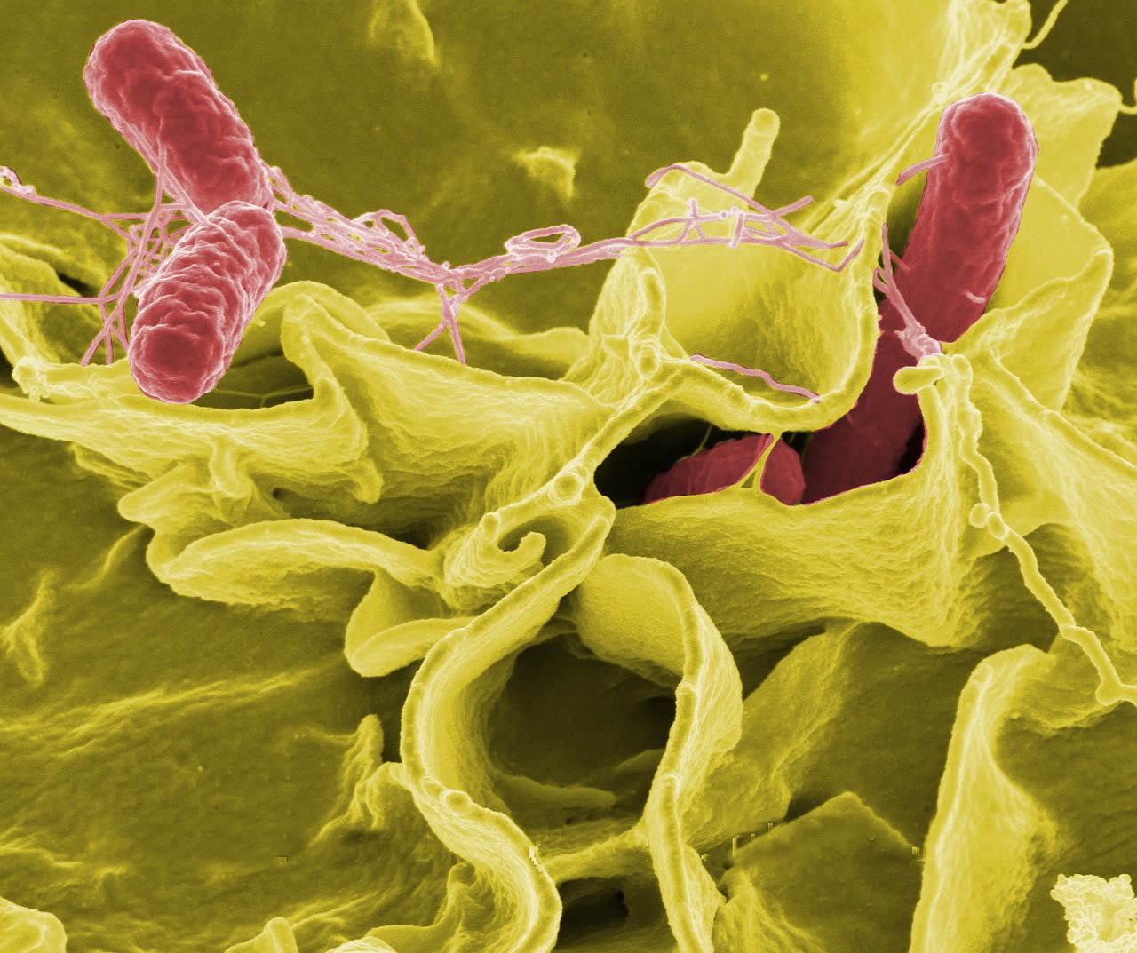 Confirmed cases continue to climb of a multistate outbreak of salmonella infections across the nation.