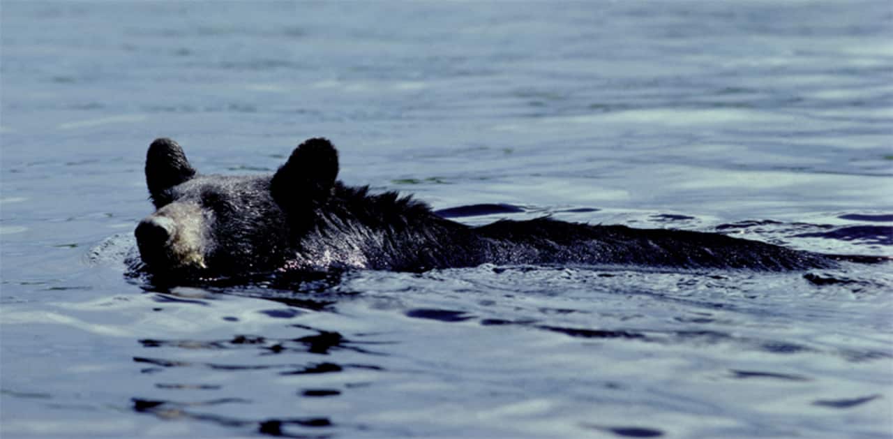 A bear was spotted swimming in the Hudson River Monday.