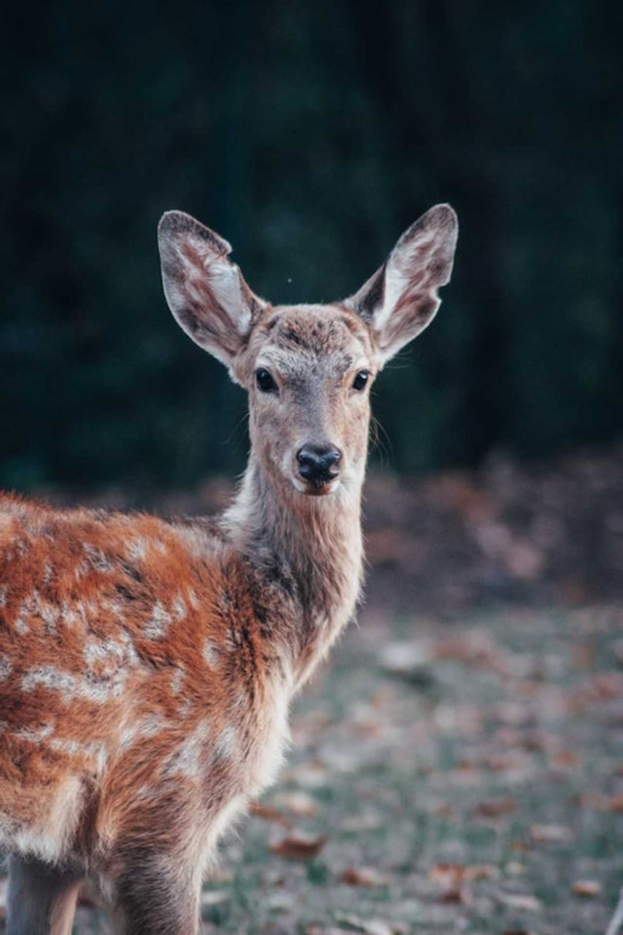 Deer with a fatal brain disease have made their way near the New York border, officials are cautioning.