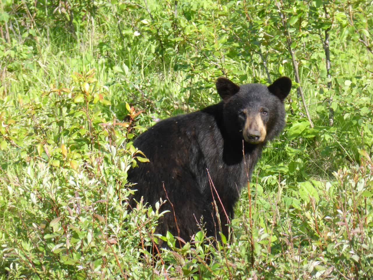 A 10-year-old boy was attacked by a black bear.
